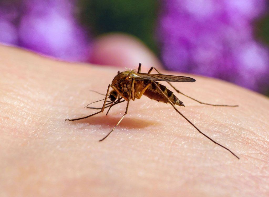 Close-up of a mosquito on ice, symbolising the first-ever mosquito discovery in Iceland.