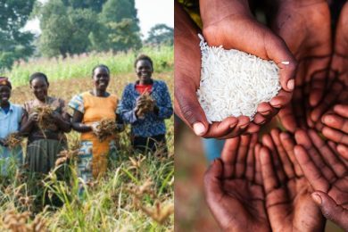 NYSC corps members participating in agricultural training during World Food Day 2025 in Nigeria